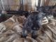 Cairn Terrier Puppies for sale in Sturgis, SD 57785, USA. price: $750