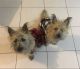 Cairn Terrier Puppies for sale in Kleinburg, Vaughan, ON L0J, Canada. price: $250,000