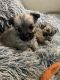 Cairn Terrier Puppies for sale in 7201 Castor Ave, Philadelphia, PA 19149, USA. price: $1,200
