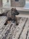 Cairn Terrier Puppies for sale in Lansing, KS, USA. price: NA