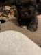 Cairn Terrier Puppies for sale in Duluth, MN, USA. price: NA