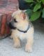 Cairn Terrier Puppies for sale in Philippi, WV 26416, USA. price: NA