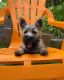 Cairn Terrier Puppies for sale in Maine, ME 04736, USA. price: NA