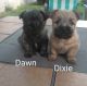 Cairn Terrier Puppies for sale in Vandalia, MI 49095, USA. price: $1,500