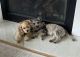 Cairn Terrier Puppies