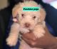 Cairn Terrier Puppies for sale in Orlando, Florida. price: $700
