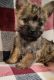 Cairn Terrier Puppies for sale in Mill City, Oregon. price: $1,500