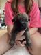 Cairn Terrier Puppies for sale in Burbank, OH 44214, USA. price: $1,500