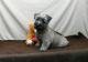 Cairn Terrier Puppies for sale in Jacksonville, FL, USA. price: NA
