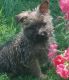 Cairn Terrier Puppies for sale in Buffalo, NY, USA. price: NA