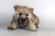 Cairn Terrier Puppies for sale in San Diego, CA, USA. price: NA