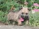 Cairn Terrier Puppies for sale in Carlsbad, CA, USA. price: NA