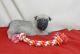 Cairn Terrier Puppies for sale in Midway Atoll, United States. price: NA