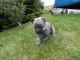 Cairn Terrier Puppies for sale in Chicago, IL, USA. price: NA