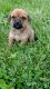 Cairn Terrier Puppies for sale in Cincinnati, OH, USA. price: $150