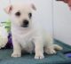 Cairn Terrier Puppies for sale in Alma Center, WI 54611, USA. price: NA
