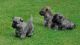Cairn Terrier Puppies for sale in Nashville, TN, USA. price: NA