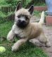 Cairn Terrier Puppies for sale in St. Louis, MO, USA. price: NA
