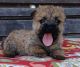 Cairn Terrier Puppies for sale in San Antonio, TX, USA. price: NA