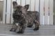 Cairn Terrier Puppies for sale in Canton, OH, USA. price: $650