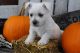 Cairn Terrier Puppies for sale in Canton, OH, USA. price: $250