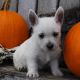Cairn Terrier Puppies for sale in Canton, OH, USA. price: NA