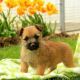 Cairn Terrier Puppies for sale in Campus Drive, Stanford, CA 94305, USA. price: NA