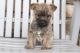 Cairn Terrier Puppies for sale in Canton, OH, USA. price: $850