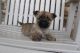 Cairn Terrier Puppies for sale in Canton, OH, USA. price: NA