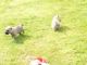 Cairn Terrier Puppies for sale in Edison, NJ, USA. price: $400