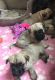 Cairn Terrier Puppies for sale in Birmingham, AL, USA. price: NA