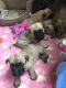Cairn Terrier Puppies for sale in Anchorage, AK, USA. price: NA
