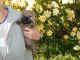 Cairn Terrier Puppies for sale in Crestwood, KY 40014, USA. price: NA