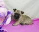 Cairn Terrier Puppies for sale in Los Angeles, CA, USA. price: $622