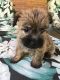 Cairn Terrier Puppies for sale in Detroit, MI, USA. price: $600