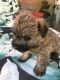 Cairn Terrier Puppies for sale in Cincinnati, OH, USA. price: $611