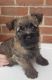 Cairn Terrier Puppies for sale in Detroit, MI, USA. price: NA