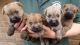 Cairn Terrier Puppies for sale in NJ-17, Paramus, NJ 07652, USA. price: $900