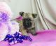 Cairn Terrier Puppies for sale in Fresno, CA, USA. price: NA
