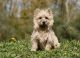 Cairn Terrier Puppies for sale in Manchester, NH, USA. price: NA
