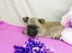 Cairn Terrier Puppies for sale in Los Angeles, CA, USA. price: $350