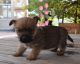 Cairn Terrier Puppies for sale in CA-111, Rancho Mirage, CA 92270, USA. price: NA