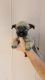 Cairn Terrier Puppies for sale in Aguanga, CA 92536, USA. price: NA