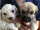 Cairn Terrier Puppies for sale in Indianapolis, IN, USA. price: NA