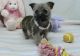 Cairn Terrier Puppies for sale in Wilmington, DE, USA. price: NA