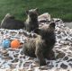 Cairn Terrier Puppies for sale in California St, Huntington Park, CA 90255, USA. price: NA