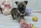 Cairn Terrier Puppies for sale in Grand Rapids, MI, USA. price: $400