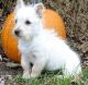 Cairn Terrier Puppies for sale in Hartford, CT 06106, USA. price: NA