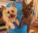 Cairn Terrier Puppies for sale in Taylors, SC, USA. price: $800