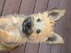 Cairn Terrier Puppies for sale in Herald, CA, USA. price: $700